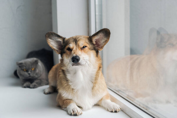 close-up shot of scottish fold cat and adorable corgi dog lying on windowsill together
