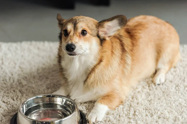 adorable corgi dog with bowl of water standing on carpet at home