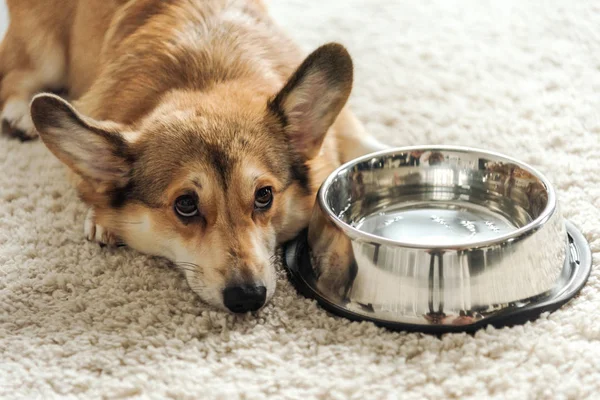 Rozkošný Corgi Pes Misku Vody Leží Koberci Doma — Stock fotografie