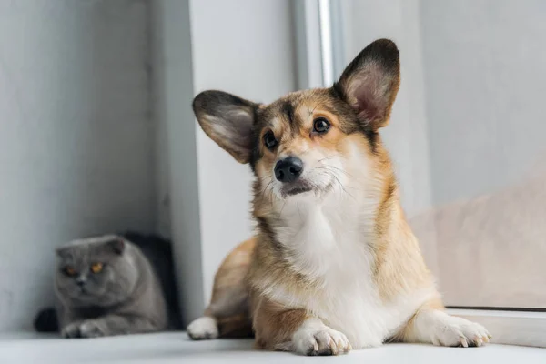 Schottische Faltkatze Und Corgi Hund Liegen Gemeinsam Auf Fensterbank — Stockfoto