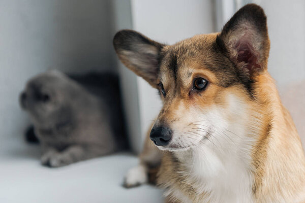 close-up shot of adorable scottish fold cat and corgi dog lying on windowsill together