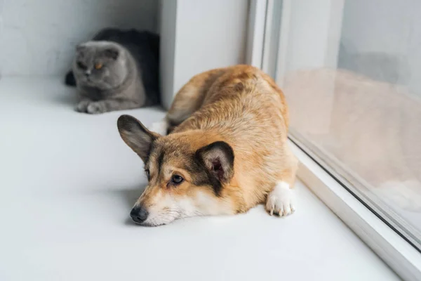 かわいいスコティッシュフォールド窓辺に一緒に横になっている猫とコーギー犬 — ストック写真