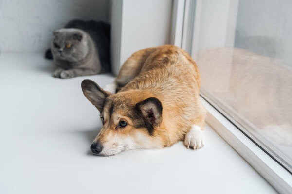cute scottish fold cat and corgi dog lying on windowsill together
