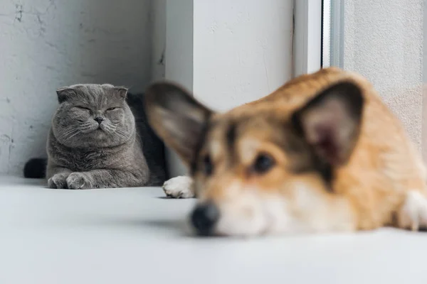 Närbild Söt Scottish Fold Katt Och Corgi Hund Liggande Fönsterbrädan — Stockfoto