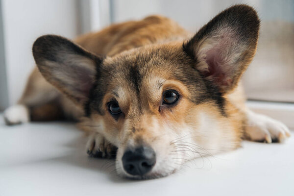 adorable corgi dog lying on windowsill and looking away