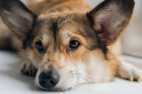 Pencere Kenarında Yalan Uzağa Bakarak Çok Güzel Corgi Köpek Yakın — Stok fotoğraf