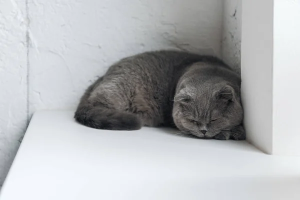 Nahaufnahme Einer Niedlichen Schottischen Faltkatze Die Auf Der Fensterbank Liegt — Stockfoto