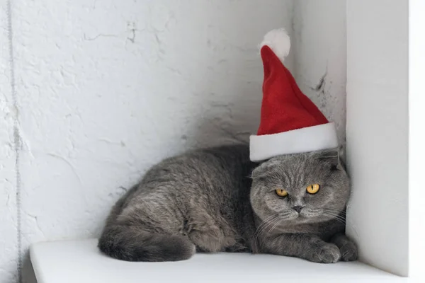 Primer Plano Disparo Lindo Escocés Plegable Gato Santa Hat Acostado — Foto de Stock