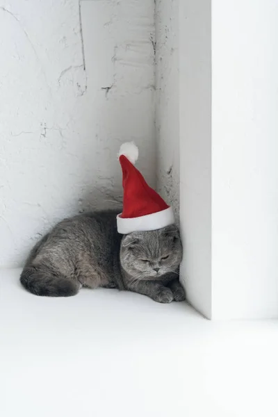 Primer Plano Disparo Adorable Escocés Plegable Gato Santa Hat Acostado — Foto de stock gratis