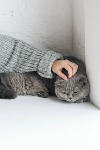 Cropped Shot Woman Petting Unhappy Grey Cat While Sleeping Windowsill — Free Stock Photo