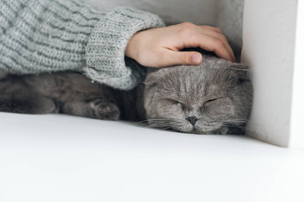 cropped shot of woman petting grey cat while he sleeping on windowsill