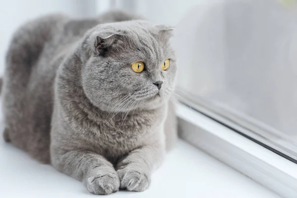 Nahaufnahme Einer Niedlichen Schottischen Faltkatze Die Sich Auf Der Fensterbank lizenzfreie Stockfotos