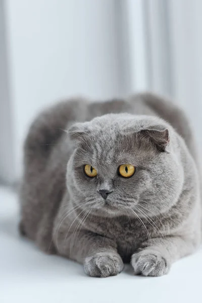 Close Tiro Escocês Dobra Gato Relaxante Peitoril Janela Imagens Royalty-Free
