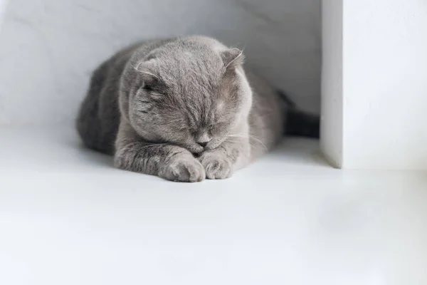 Прелестная Серая Шотландская Кошка Спит Подоконнике Стоковое Изображение