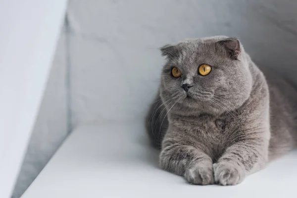 Close Shot Cute Grey Cat Lying Windowsill Looking Away — Stock Photo, Image