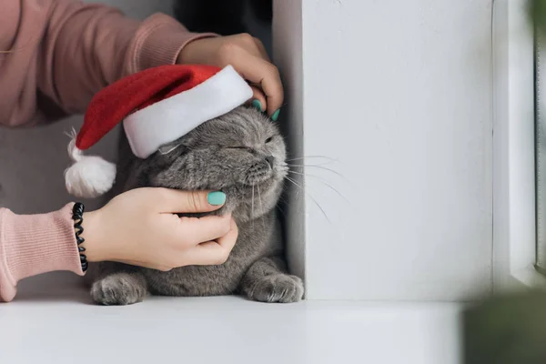 Schnappschuss Einer Frau Die Unglückliche Graue Katze Mit Weihnachtsmütze Streichelt lizenzfreie Stockfotos