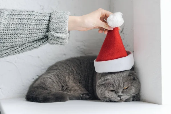 Recortado Disparo Chica Suéter Poniendo Santa Sombrero Gris Gato Mientras Fotos De Stock