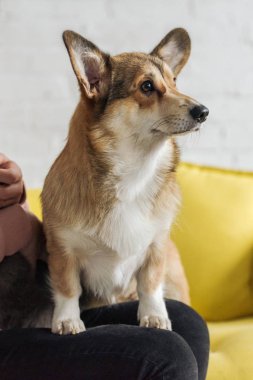 kanepede oturan ve sevimli corgi köpek taşıyan kadın kırpılmış atış