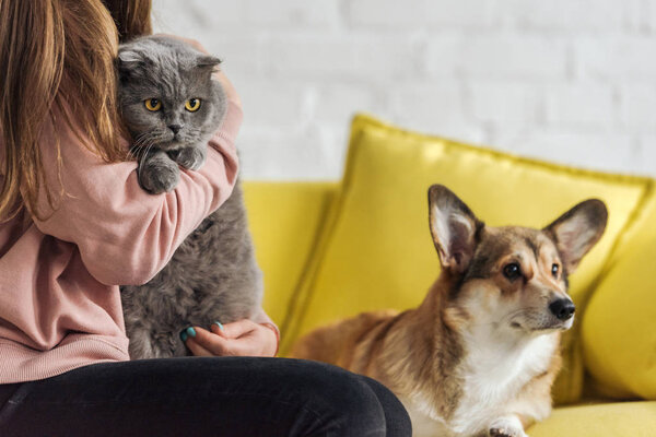 cropped shot of woman sitting on couch with corgi dog and scottish fold cat and looking at camera