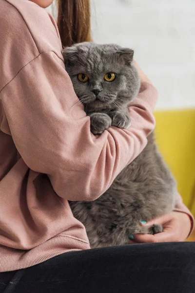 Oříznuté Záběr Ženy Držící Roztomilý Scottish Fold Kočka — Stock fotografie