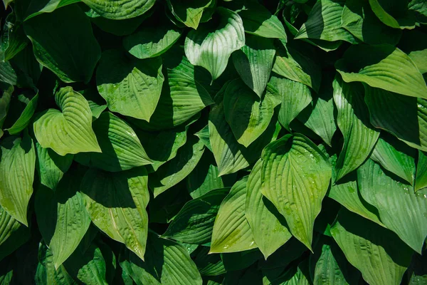 Green leaves background with sunlight and shadow — Stock Photo