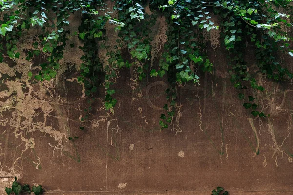 Old cracked brown wall and green leaves background — Stock Photo