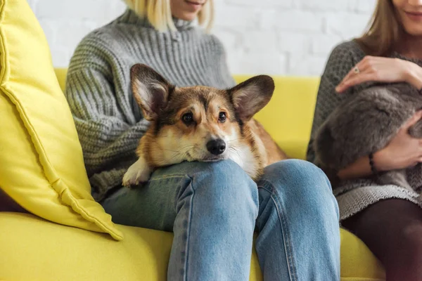 Cropped shot of woman sitting on couch and carrying adorable corgi dog while her friend holding cat — Stock Photo