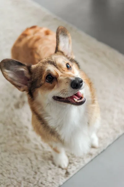 Adorável filhote de cachorro corgi em pé no tapete e olhando para cima — Fotografia de Stock