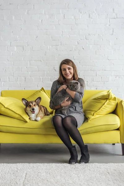 Улыбающаяся молодая женщина, сидящая на диване с корги и шотландской складной кошкой и смотрящая в камеру — стоковое фото