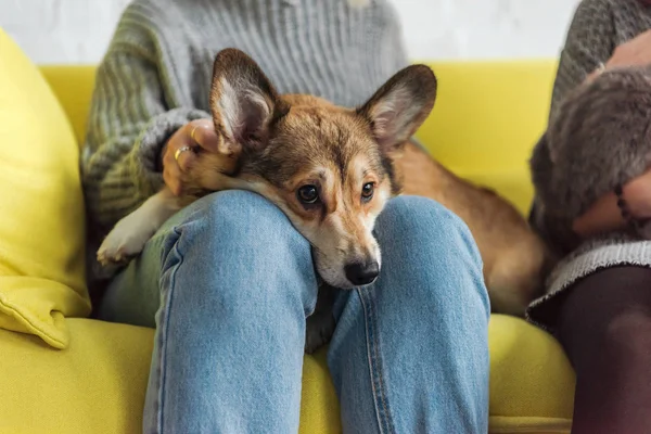 Cropped shot of woman sitting on couch and carrying adorable corgi dog — Stock Photo