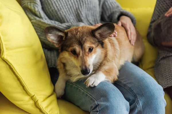 Cropped shot of woman sitting on couch and carrying corgi dog — Stock Photo