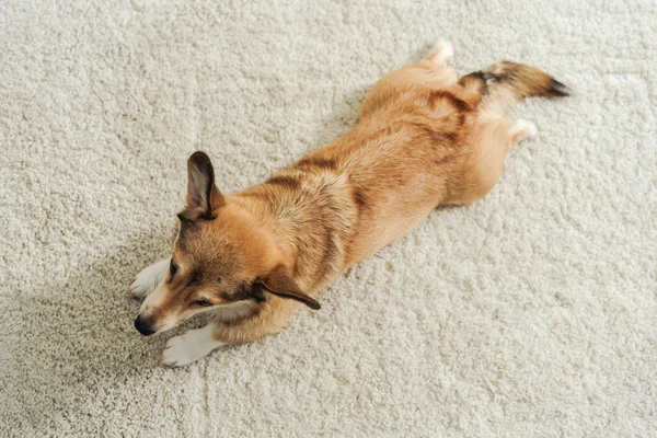 High angle view of corgi puppy lying on carpet — Stock Photo