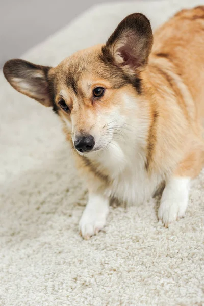 Nahaufnahme eines entzückenden Corgi-Hundes, der auf Teppich liegt und wegsieht — Stockfoto