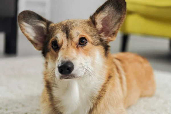 Primer plano disparo de lindo perro corgi acostado en la alfombra y mirando hacia otro lado - foto de stock