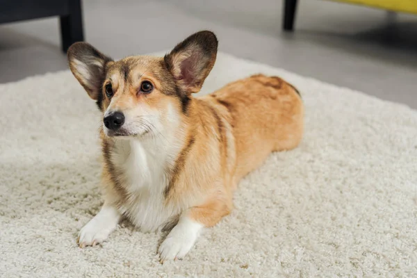 Bonito corgi cão deitado no tapete e olhando para longe — Fotografia de Stock