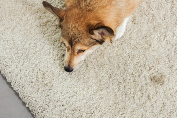 Vista de ángulo alto de perro corgi acostado en la alfombra - foto de stock