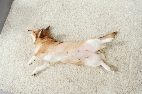 Top view of adorable corgi dog lying on carpet at home — Stock Photo