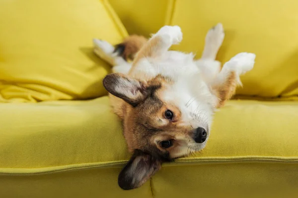 Perro corgi adorable acostado en la espalda en el sofá amarillo y mirando a la cámara - foto de stock