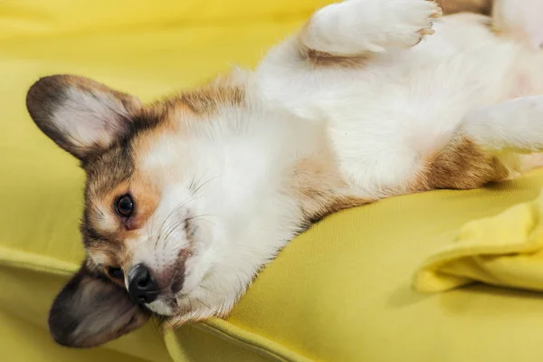 Close-up shot of adorable corgi dog lying on back on yellow couch — Stock Photo