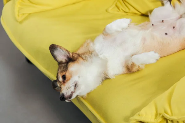 Entzückender Corgi-Hund liegt auf dem Rücken auf gelbem Sofa und schaut nach unten — Stockfoto