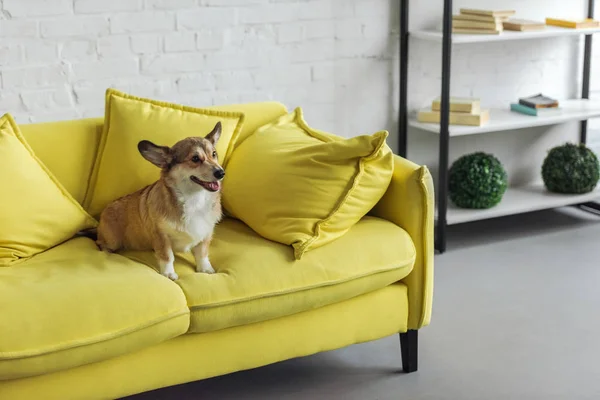 Прелестная корги собака сидит на желтом диване дома и смотрит в сторону — стоковое фото