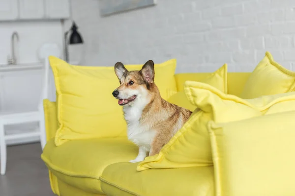 Lindo perro corgi sentado en el sofá amarillo en casa y mirando hacia otro lado - foto de stock