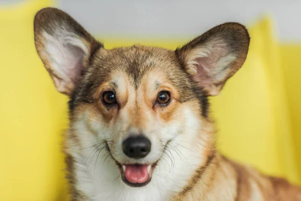 Nahaufnahme Porträt des niedlichen Corgi-Hundes, der zu Hause auf der gelben Couch sitzt und in die Kamera schaut — Stockfoto