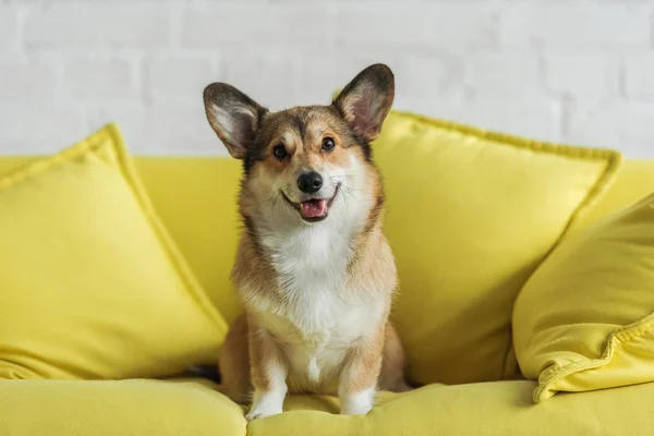 Mignon chien corgi assis sur le canapé jaune à la maison et regardant la caméra — Photo de stock