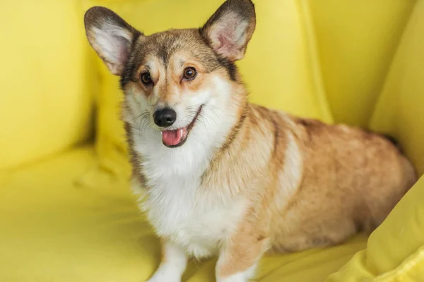 Niedlicher Corgi-Hund sitzt zu Hause auf gelbem Sofa — Stockfoto