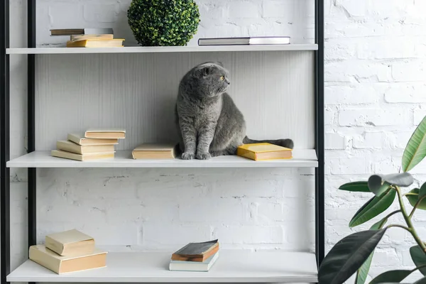Graue schottische Faltkatze sitzt im Bücherregal und schaut weg — Stockfoto