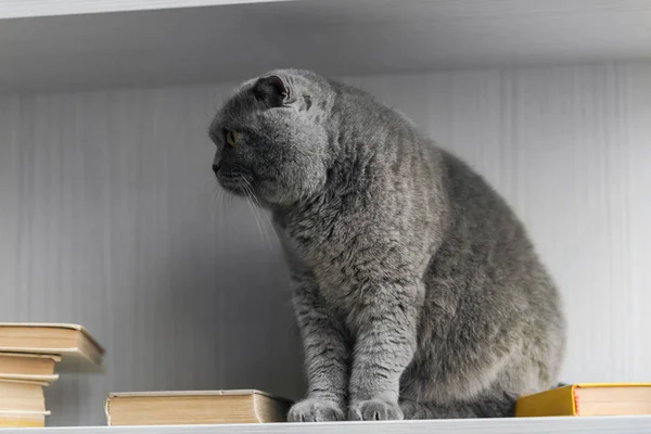 Cute scottish fold cat sitting on bookshelf and looking away — Stock Photo