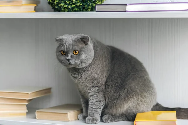 Adorable scottish fold cat sitting on bookshelf — Stock Photo