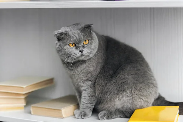 Adorable scottish fold cat sitting on bookshelf and looking away — Stock Photo