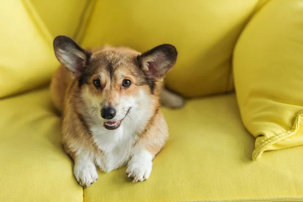 Niedlicher Corgi-Hund liegt zu Hause auf gelbem Sofa — Stockfoto